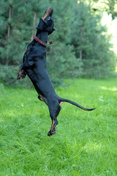 Dachshund dog   jumping — Stockfoto